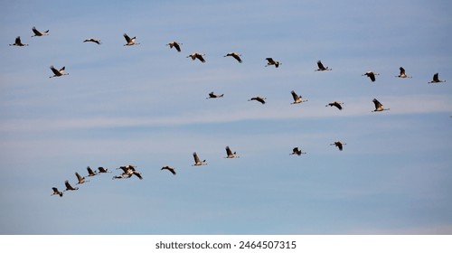 Large flock of cranes flying in blue spring sky. Bird migration time.. - Powered by Shutterstock