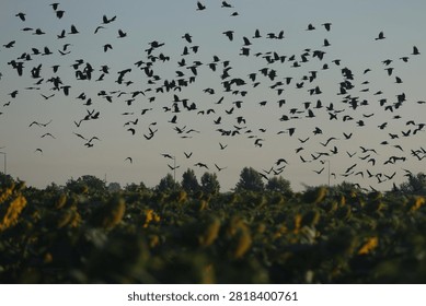 A large flock of crows flies over a sunflower field at dawn, with a hazy tree line on the horizon.