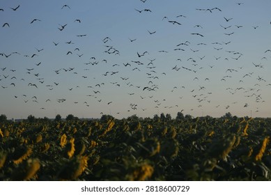 A large flock of crows flies over a blooming sunflower field at dawn beneath a clear sky.