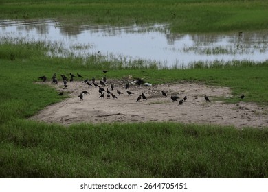 Large flock of crows gathering and flying near a riverside grassy area.