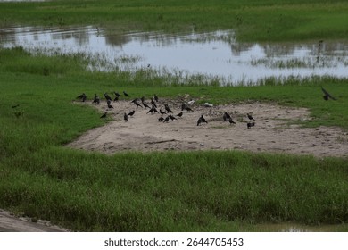 Large flock of crows gathering and flying near a riverside grassy area.