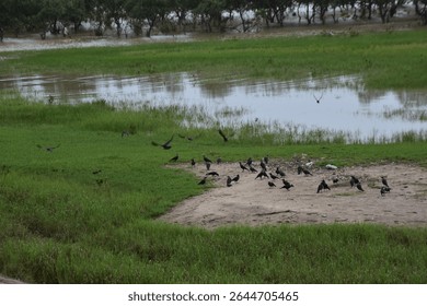 Large flock of crows gathering and flying near a riverside grassy area.