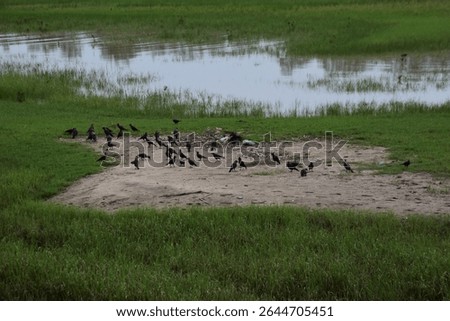 Large flock of crows gathering and flying near a riverside grassy area.