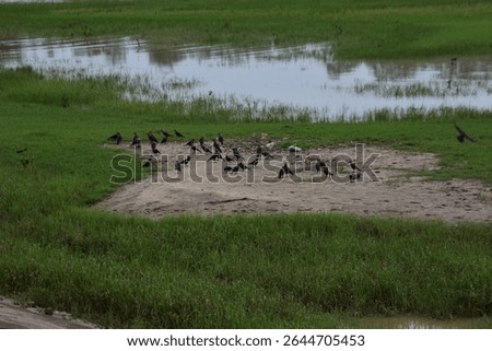 Large flock of crows gathering and flying near a riverside grassy area.
