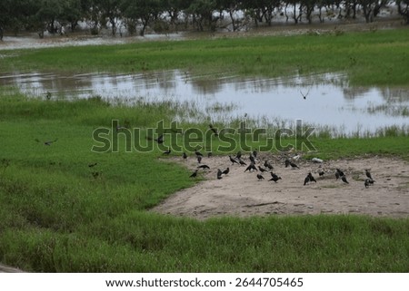 Large flock of crows gathering and flying near a riverside grassy area.