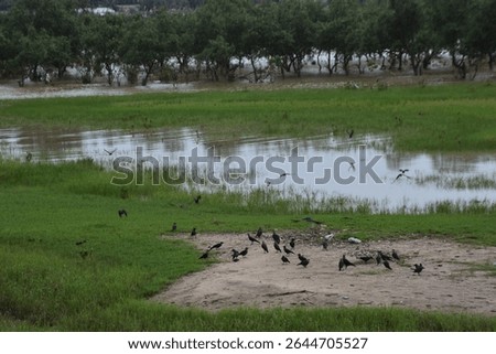 Large flock of crows gathering and flying near a riverside grassy area.