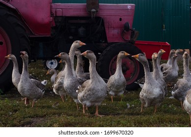 A Large Flock Of Domestic Geese