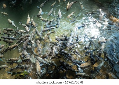 Large flock of fish in pure water In some caves in other provinces in Thailand. - Shutterstock ID 1696175578