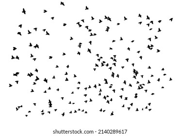 568 Flying birds overlay Images, Stock Photos & Vectors | Shutterstock