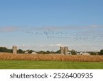 Large flock of geese flying over a corn farm with silos in the background in Homer Glen, Illinois