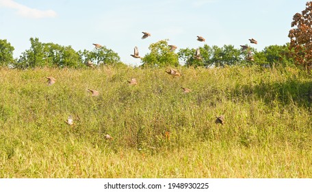 Große Herden grauer Patronen fliegen über das Gras. Draußen.