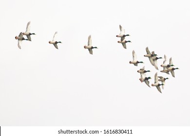 Large Flock Of Mallard Drake Mallard Ducks