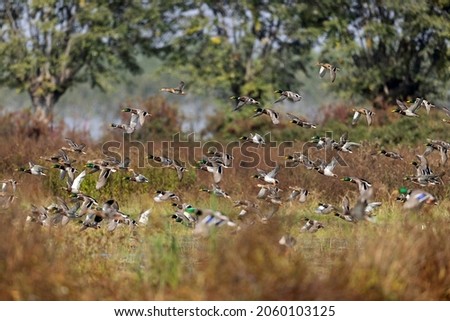 Large flock of mallard ducks flies over the swamp with autumn colors