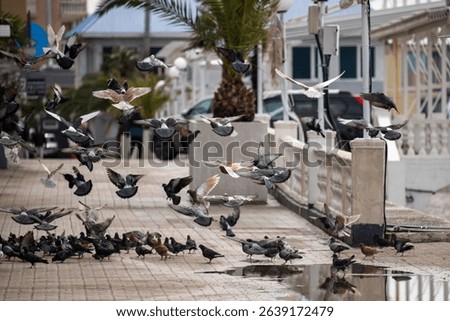 A large flock of pigeons are flying over a city street. The birds are scattered throughout the scene, with some flying high in the sky and others closer to the ground. Concept of chaos and movement