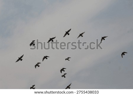 A Large Flock of Pigeons Soaring Through a Muted Grey Sky
