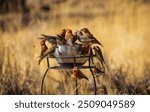 Large flock of Red Crossbill  birds gathered at a silver water bowl in the early morning winter light with a background of golden grass 