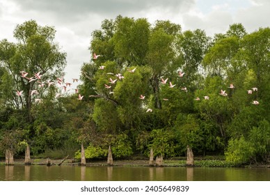 Large flock of Roseate spoonbill birds taking flight by the bald cypress and calm waters of Atchafalaya Basin near Baton Rouge Louisiana - Powered by Shutterstock