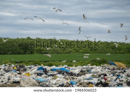 Similar – Image, Stock Photo flock of seagulls