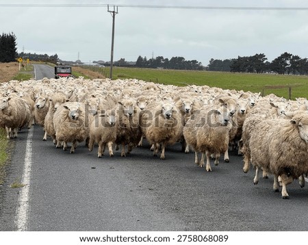 A large flock of sheep blocking a rural road in the Catlins, creating a typical New Zealand traffic jam, South Island, New Zealand