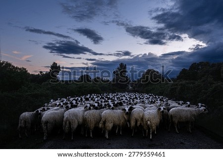 Large flock of sheep blocking a rural road at dusk, surrounded by trees under a dramatic cloudy sky. Natural countryside scene with soft evening light and moody atmosphere.