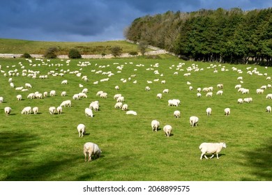 Large Flock Of Sheep Grazing In A Farm Field. No People.