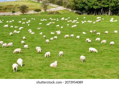 Large Flock Of Sheep Grazing In A Farm Field. No People.