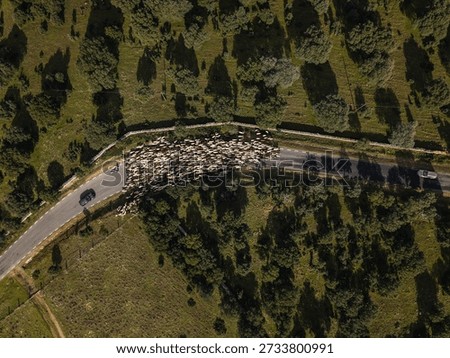 Large flock of sheep guided by a shepherd crosses a country asphalt road between green fields and trees, temporarily blocking traffic in a peaceful rural landscape seen from above