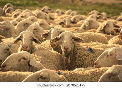 Large flock of sheep of La Mancha breed, looking at the camera, yellow tone