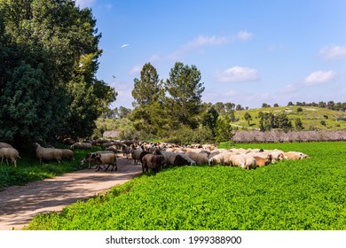 Large flock of sheep and rams is driven along a dirt road around the meadows. Warm sunny february day in Israel. Wide green meadow with lush tall grass. Spring green world
