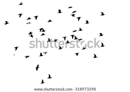 Similar – 36 Vogel Vogelschwarm