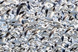 A Large Flock Of Snow Geese Circle The Lake At Middlecreek Wildlife Management Area During The Spring Migration.