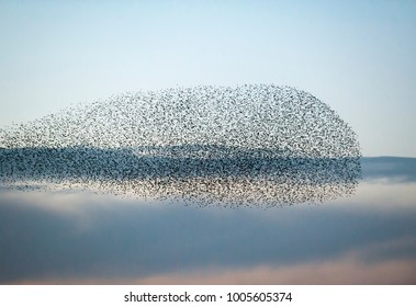 Large Flock Of Starlings