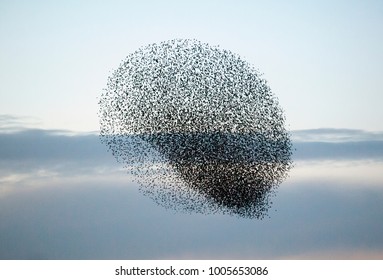 Large Flock Of Starlings