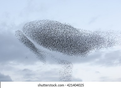 Large Flock Of Starlings