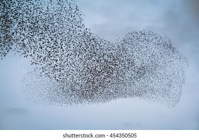 Large Flock Of Starlings