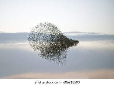 Large Flock Of Starlings