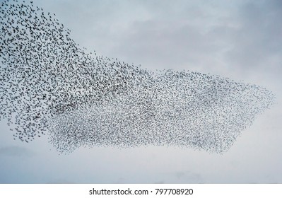 Large Flock Of Starlings