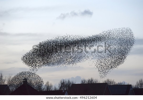 Starling Flock