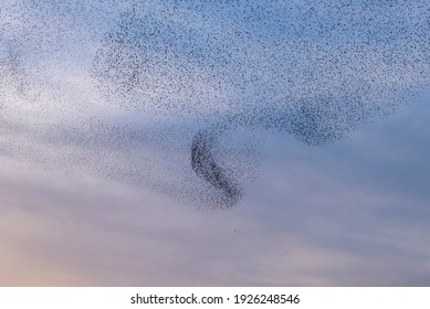 Large flock of starlings in the blue and pink sky