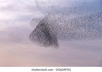 Large flock of starlings in the blue and pink sky