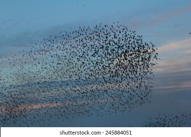 Large Flock Of Starlings Congregating At Dusk