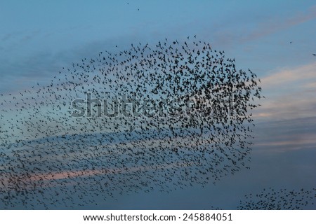 Large flock of starlings congregating at dusk