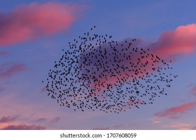 A Large Flock Of Starlings In The Sunset Sky