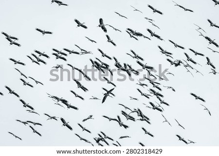 Large flock of stork bird migration flying sky wildlife nature animal freedom group overcast wings pattern seasonal travel journey avian outdoor environment formation synchronized natural wild