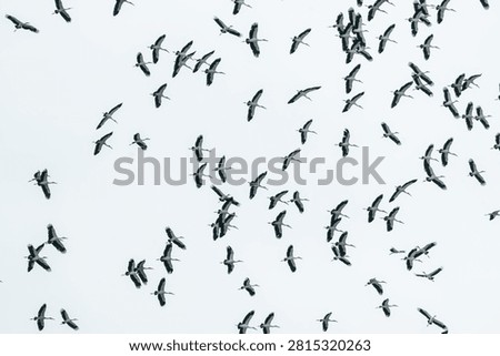 Large flock of stork bird migration flying sky wildlife nature animal freedom group overcast wings pattern seasonal travel journey avian outdoor environment formation synchronized natural wild