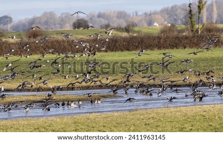 Large flock of widget ducks flying above wetland fields.