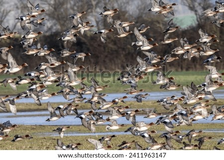 Large flock of widget ducks flying above wetland fields.