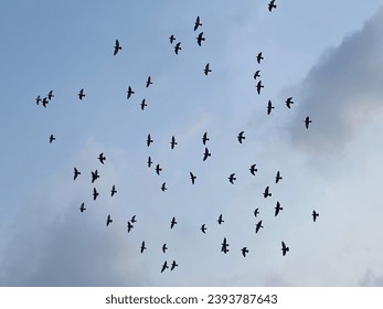 Large flocks of birds are flying in the beautiful blue sky at dawn and dusk. It is a free journey to find food. It is a beautiful, mystical rural setting.