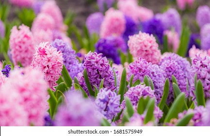 Large flower bed with multi-colored hyacinths, traditional easter flowers, flower background, easter spring background. Close up macro photo, selective focus. Ideal for greeting festive postcard. - Powered by Shutterstock