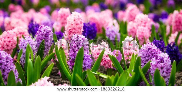 Large flower bed with multi-colored hyacinths,\
traditional easter flowers, flower background, easter spring\
background. Close up macro photo, selective focus. Ideal for\
greeting festive\
postcard.